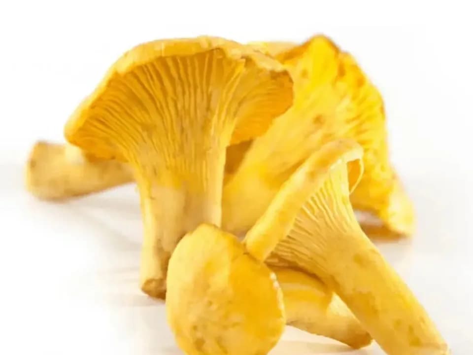 Лисички